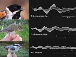 Sperm Evolution in Birds - Natural History Museum