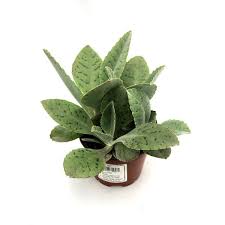 Image result for Kalanchoe gastonis-bonnieri