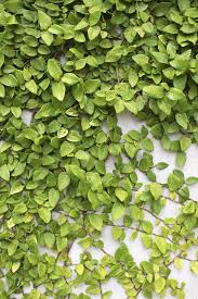 It is a well behaved plant with twining stems and small dark green leaves that usually turn dark red in winter. Creeping Fig Vine Can Turn A Cement Wall Into A Piece Of Beauty It Grows Happily Year Round In Warm States And Wall Climbing Plants Creeping Fig Garden Vines