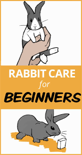 Rabbit Care The Complete Guide In 2020 Rabbit Care Pet Rabbit Care Bunny Care