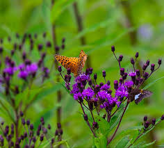 Image result for Vernonia myriantha