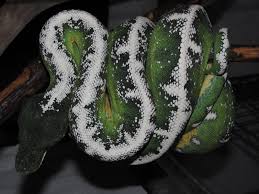 Certified by peta, leaping bunny, and logical harmony. Noel Amazon Basin Emerald Tree Boa