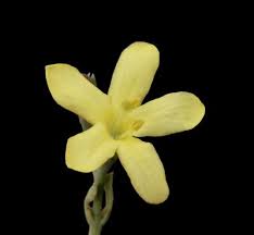 Image result for Menodora heterophylla