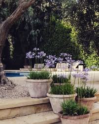 Agapanthus One Of The Most Beautiful Flowers Of South Africa