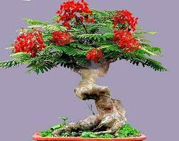 Bonsai Flame Tree Seeds Tropical Flowering Tree 10 Seeds Etsy Flame Tree Tree Seeds Bonsai Tree