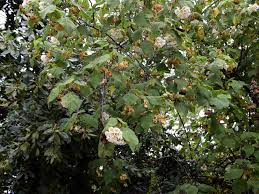 Image result for Dombeya kirkii