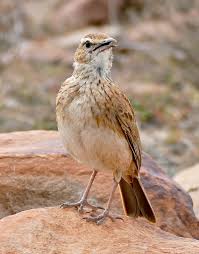 Eastern Long Billed Lark Certhilauda Semitorquata Calling World Birds Funny Birds Mountain Zebra