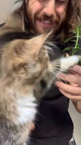 David Piccinetti (@davidpiccinetti)