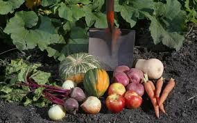 Building the vegetable garden base. How To Grow A Vegetable Garden In Times Of Food Uncertainty Agweek