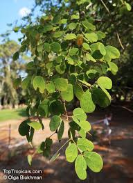 Image result for Acacia nigrescens