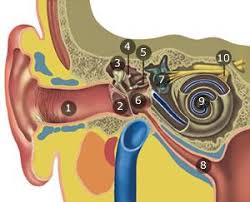 Ik Heb Last Van Een Verstopt Oor Thuisarts Nl