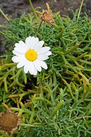 Image result for Argyranthemum