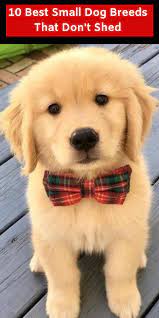 10 Best Small Dog Breeds That Don T Shed Best Small Dogs Best Small Dog Breeds Dog Breeds That Dont Shed