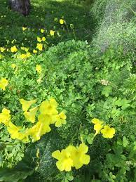 Fiorisce con le primule proprio agli inizi della bella stagione, quando il sottobosco è ancora coperto delle foglie secche dell'autunno. Fiori Gialli Spontanei Primaverili