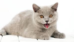 Some cats may pant in response to anxiety, fear or excitement. Panting In Cats Cat World