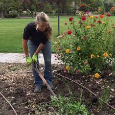 Check spelling or type a new query. Garden Help Desk What Happens If I Don T Pull My Weeds Community News Heraldextra Com