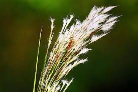 Image result for Aristida bipartita