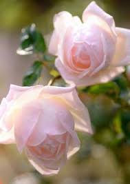 Made with delicate pink petals, the beth march bookmark is designed to bring a bit of understated beauty to your page. 900 Pink Flowers Ideas In 2021 Flowers Pink Flowers Beautiful Flowers