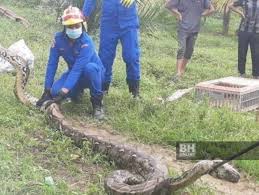 Jun 02, 2021 · seekor ular sawa sepanjang enam meter ditemui di dalam enjin kereta di sebuah bengkel di kampung batu 25, pekan nanas, dekat pontian malam tadi. Ular Sawa Seberat 100 Kilogram Berjaya Ditangkap