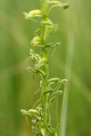 Image result for Habenaria filicornis