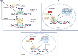 Image result for Selective Estrogen Receptor Modulator