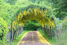 Laburnum Arch At Royden Park Flickr Photo Sharing Beauty Places Park Photo Story