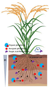 The most talked about articles from plant cell reports. 9twf1zvoozveem