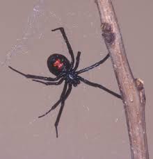 The most common black widow venom material is metal. Honey Bee Research Extension Lab Hbrel University Of Florida Entomology Nematology Department Spider Outdoor Toilet Bike Lovers
