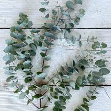 Image result for Eucalyptus