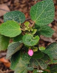 Image result for Sclerocarpus africanus