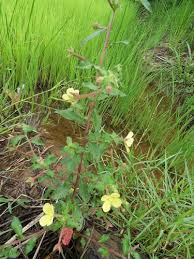 Image result for Ludwigia octovalvis