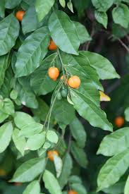 Image result for Carpolobia goetzei