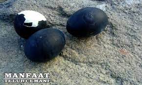 We did not find results for: Khasiat Telur Ayam Cemani Untuk Kesehatan Fur Android Apk Herunterladen