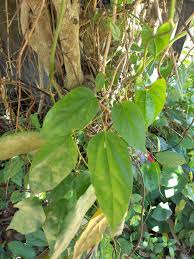 Image result for Tiliacora