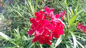 Maybe you would like to learn more about one of these? Bunga Oleander Merah Atau Bunga Mentega Yang Indah Berkhasiat Sekaligus Beracun Youtube