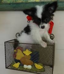 Black And White Long Haired Chihuahua Puppies For Sale Beautiful Black White Long Hair Chihuahua Male Puppy Chihuahua Puppies Cute Chihuahua Chihuahua Puppies For Sale