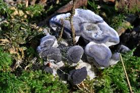 Image result for Phellodon niger