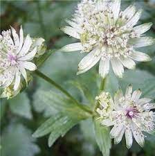 We did not find results for: Astrantia Major Astrantia Major Astrantia Shade Tolerant Plants