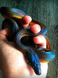 Black blood python python curtus. Rainbow In Hand Album On Imgur