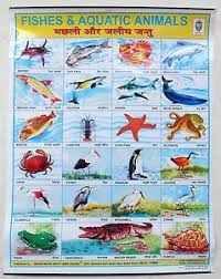 Details About India School Chart Poster Print Fishes Aquatic Animals Ct68