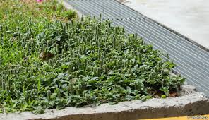 Image result for Nelsonia canescens