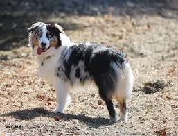 Australian Shepherd Australian Shepherd Dogs Australian Shepherd Shepherd Dog Breeds
