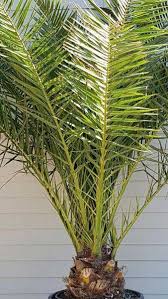 There are 117 cold hardy palms for sale on etsy, and they cost $20.87 on. Phoenix Canariensis Canary Island Date Palm For Sale Online Canary Island Date Palm Conservatory Plants Plants