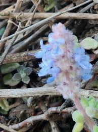 Image result for Coleus hadiensis