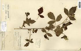 Image result for Allophylus abyssinicus