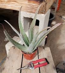 Aloe vera is a succulent plant species of the genus aloe. How To Grow And Trim Your Aloe Vera Plant