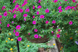 Maybe you would like to learn more about one of these? Flowers To Plant In Hanging Baskets Orchid Flowers