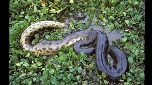 Ular phyton yang di tangkap di sumatera bagian barat, yang kemudian diberi nama guihua ini diberitakan menjadi ular terbesar yang pernah namun selama ini, ular yang besar yang baru ditemukan adalah sejenis sanca atau python atau masyarakat kalimantan menyebutnya ular sawah. Berita Heboh Penemuan Ular Terbesar Di Dunia Benarkah Di Indonesia Video Dailymotion