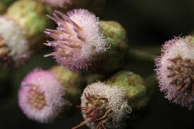 Image result for Pluchea bequaertii