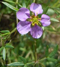 Image result for Fagonia